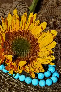 Sunflower Burlap And Turquoise